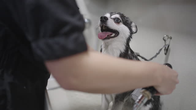 cute Alaskan Klee Kai dog in bathroom of grooming center or pound, groomer is washing puppy