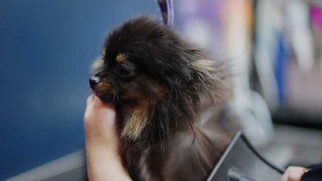 drying and brushing hair of little pomeranian spitz in grooming salon, groomer is caring about dog hair