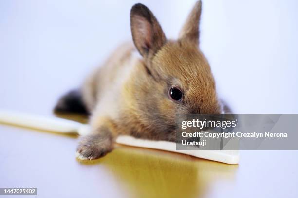 mix breed of netherland dwarf rabbit and mini usagi with disposable plastic toothbrush in close up. doe bunny - doe foot stock pictures, royalty-free photos & images