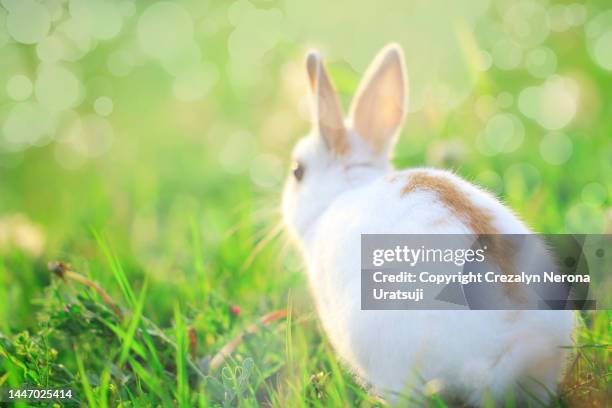 mix breed of netherland dwarf rabbit and mini usagi outdoor,showing her body mark in rear view. doe bunny - white rabbit stock pictures, royalty-free photos & images