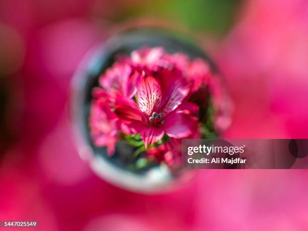 lily flowers in focus - defocused stock pictures, royalty-free photos & images