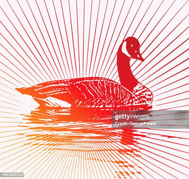 canada goose floating on water with sunbeams - feather floating stock illustrations