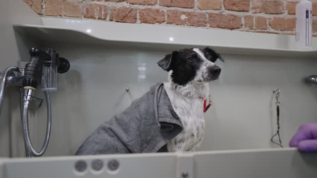 beauty salon for dogs, cute dog is sitting in bath after washing, wrapped in towel