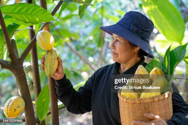 cocoa farmer asian - seed head stock pictures, royalty-free photos & images