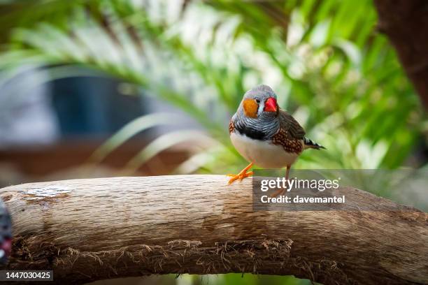 zebra finch - vink stockfoto's en -beelden