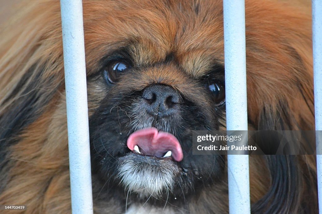 Pekingese dog