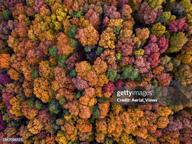 drone view of beautiful trees in fall - rural kentucky stock pictures, royalty-free photos & images