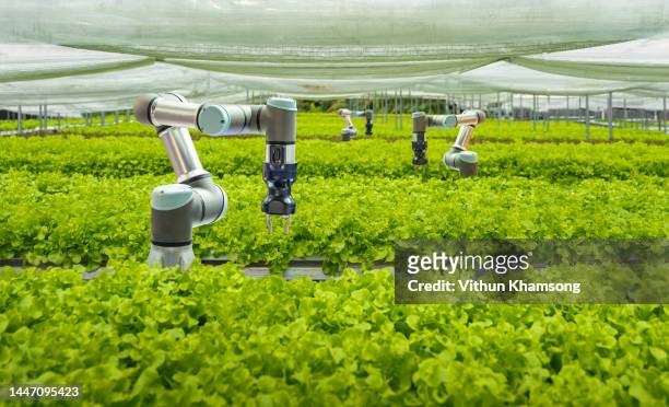 smart farm and automatic robot mechanical arm harvesting vegetables - ロボット ストックフォトと画像
