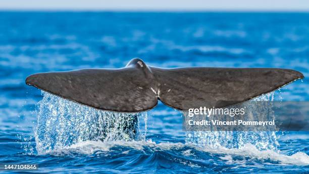 sperm whale - sperm whale stock pictures, royalty-free photos & images