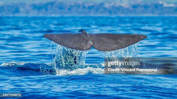 sperm whale - pico azoren stockfoto's en -beelden
