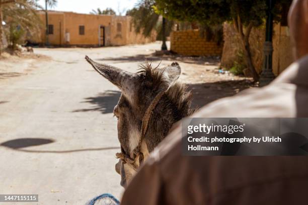 donkey cart, siwa oasis, egypt - hairy back man stockfoto's en -beelden