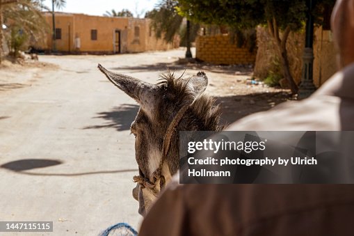 Donkey cart, Siwa Oasis, Egypt