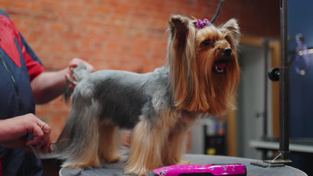 yorkshire terrier in grooming salon for pets, groomer is preparing champion for dogs show