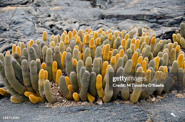 lava cactus closeup - lava cacti brachycereus nesioticus stock pictures, royalty-free photos & images