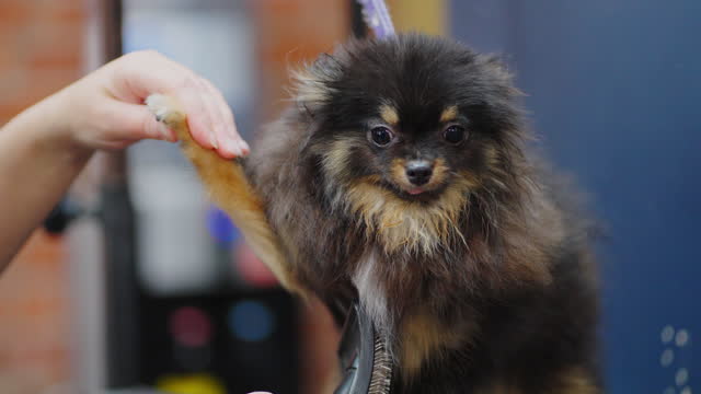 pomeranian spitz in grooming salon, calm dog is standing on table when groomer is drying hair