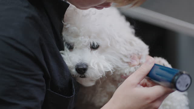 scared dog in grooming salon, cute maltipoo puppy on hands of careful groomer during polishing claws