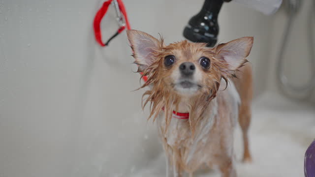 funny little dog with big ears is taking shower after walking, owner or groomer is shampooing pet