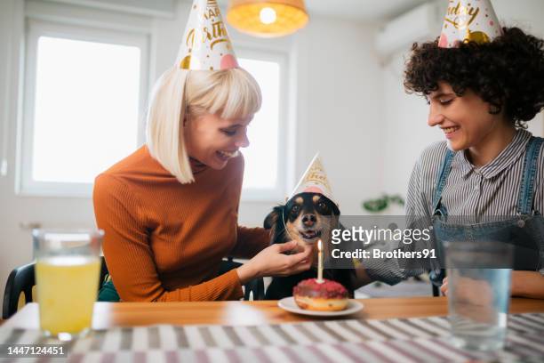 pet owners celebrating their dog's birthday at home - dog birthday stock pictures, royalty-free photos & images