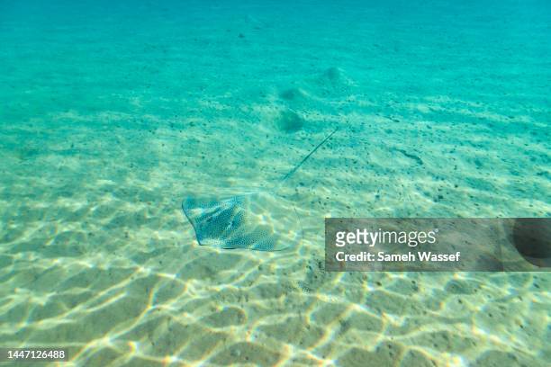 whiptail stingray, reticulate whipray ,honeycomb stingray - marine camouflage stock pictures, royalty-free photos & images
