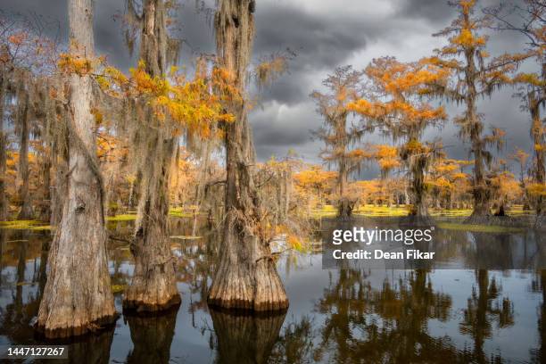 fall colors in an east texas swamp - airplant bildbanksfoton och bilder