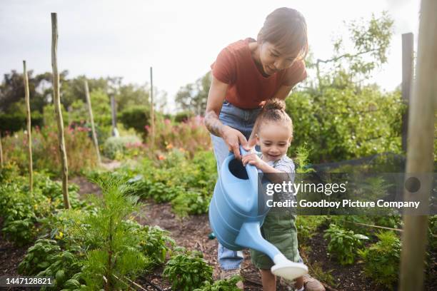 smiling little girl watering plants with her mom in their community garden - watering garden stock pictures, royalty-free photos & images