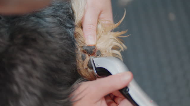 professional groomer is trimming hair on paw pads of yorkshire terrier dog by cutting machine, closeup
