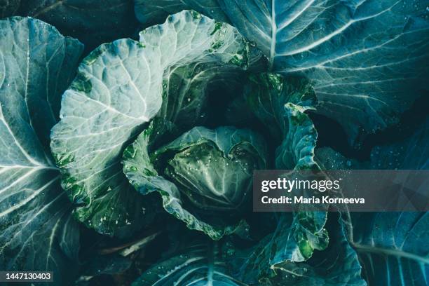 cauliflower grows in the vegetable garden . - green vegetable stock pictures, royalty-free photos & images