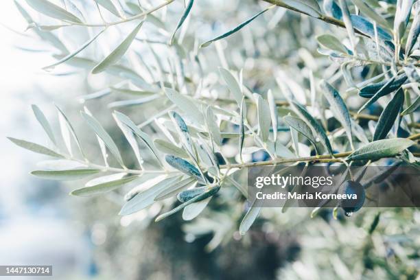 lush tree branches with black ripe olives and green leaves on blurred background in olive grove. - black olive stockfoto's en -beelden