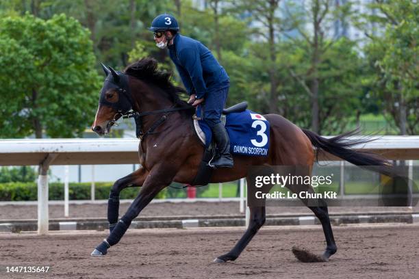 December 6 : Japanese runner Danon Scorpion exercises at Sha Tin Racecourse on December 6, 2022 in Hong Kong.