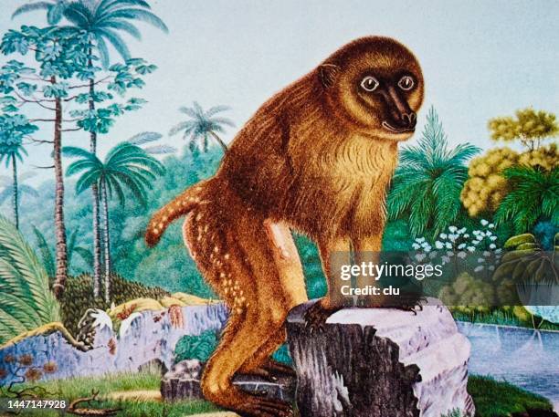 macaque in the jungle standing at a rock - macaque stock illustrations