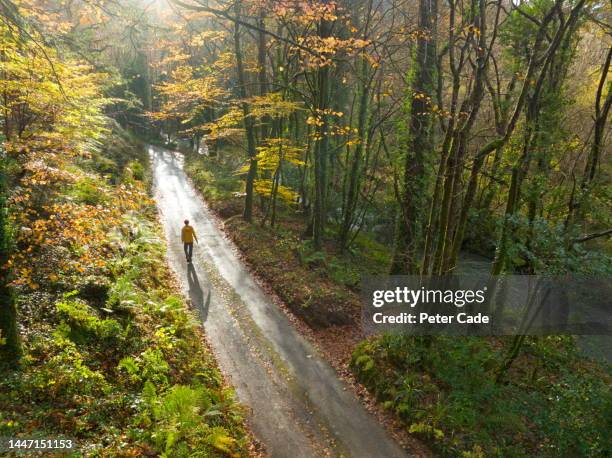 autumn woodland and country lane - single lane road - fotografias e filmes do acervo