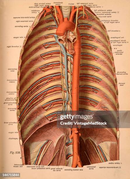 Medical illustration from 'Atlas and Text-book of Human Anatomy' shows the large vascular and nervous trunks of the posterior thoratic wall as viewed...