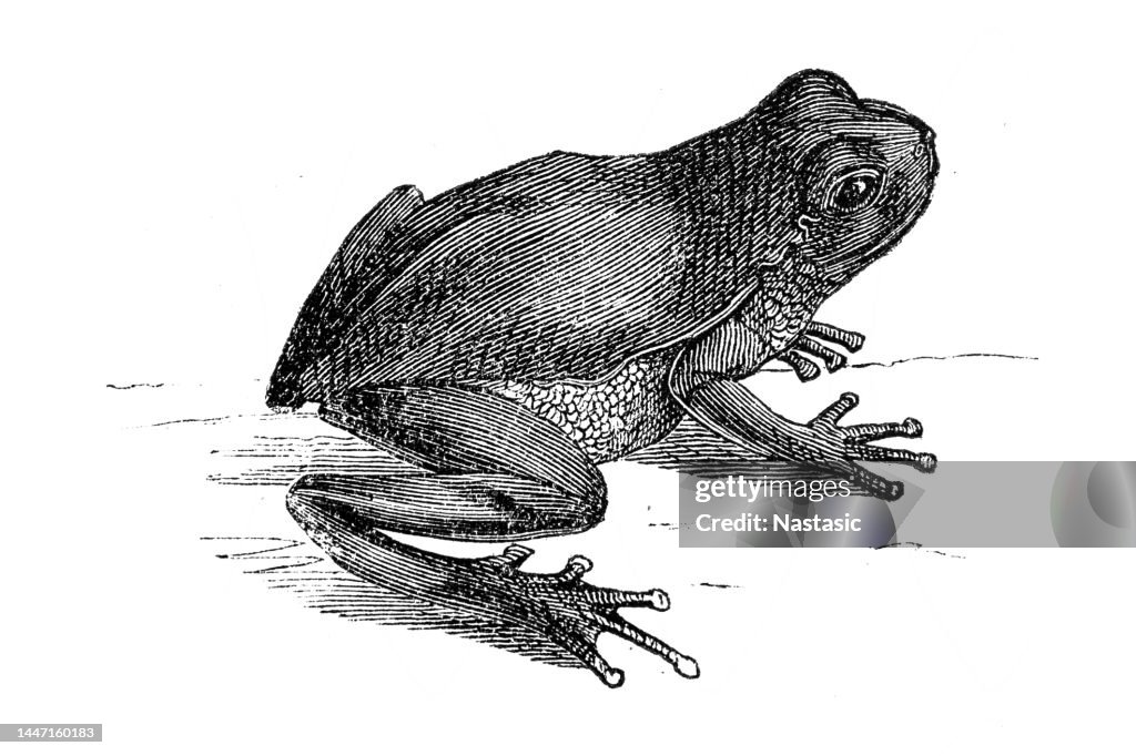 Leaf frog
