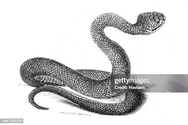 water moccasin (agkistrodon piscivorus) - water moccasin stock illustrations