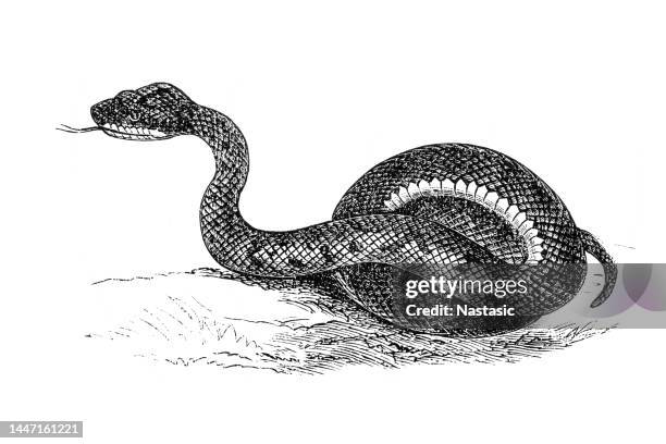 vipera - adder snake stock illustrations