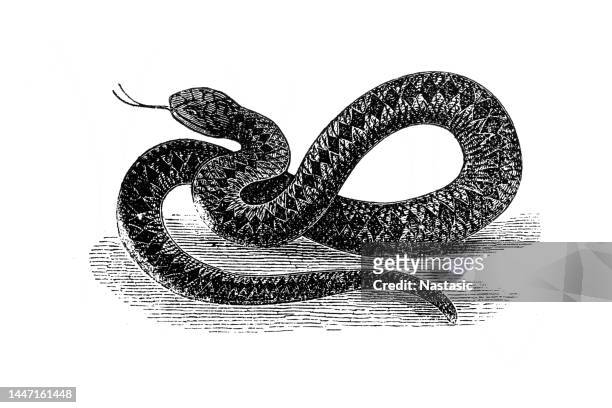 stockillustraties, clipart, cartoons en iconen met vipera berus, the common european adder or common european viper, is a venomous snake - viper