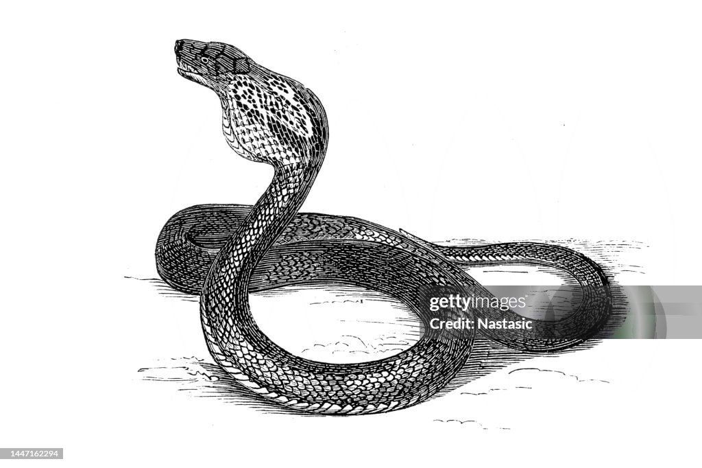 The Indian cobra (Naja naja), also known as the spectacled cobra, Asian cobra, or binocellate cobra
