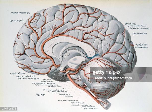 Medical illustration from 'Atlas and Text-book of Human Anatomy' shows the arteries of the mesial surface of the cerebrum and of the surface of the...