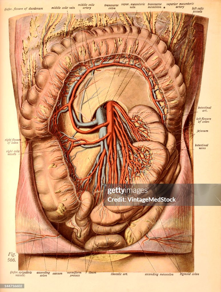 The Superior Mesenteric Artery & Vein