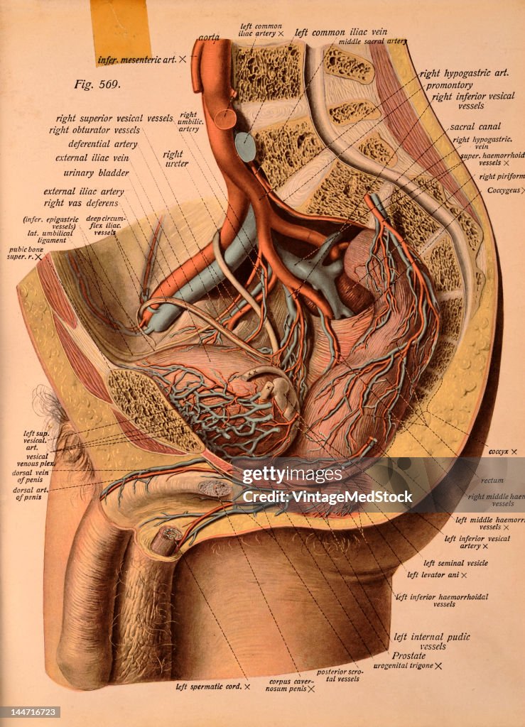 The Vessels Of The Male Genitalia