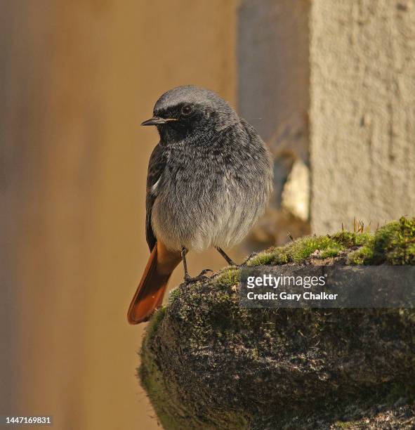 black redstart [ phoenicurus ochruros] - gloucester england stock pictures, royalty-free photos & images