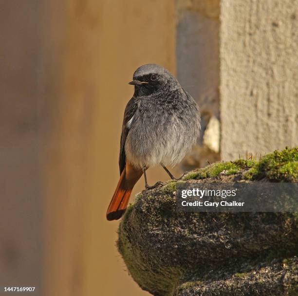 black redstart [ phoenicurus ochruros] - gloucester england stock pictures, royalty-free photos & images