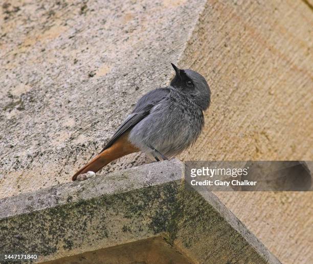 black redstart [ phoenicurus ochruros] - gloucester england stock pictures, royalty-free photos & images
