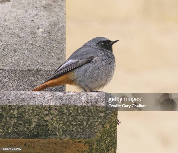 black redstart [ phoenicurus ochruros] - gloucester england stock pictures, royalty-free photos & images