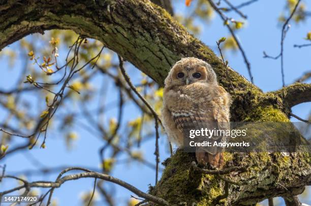 young tawny owl (strix aluco) - owlet stock pictures, royalty-free photos & images