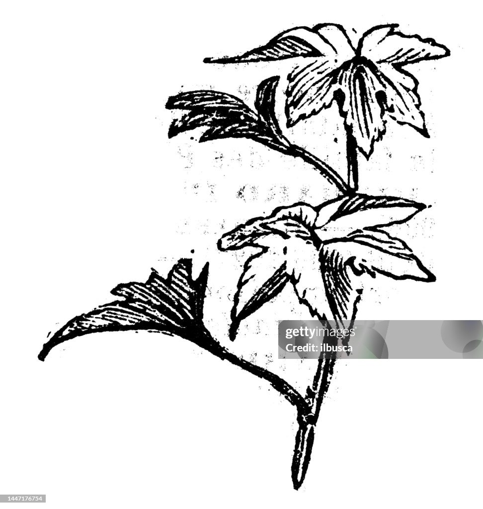 Ilustración de grabado antiguo: planta de aceite de ricino