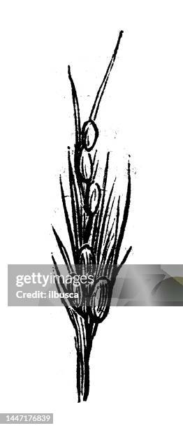 91点のモノクロ 稲イラスト素材 Getty Images 91点のモノクロ 稲イラスト素材 Getty Images