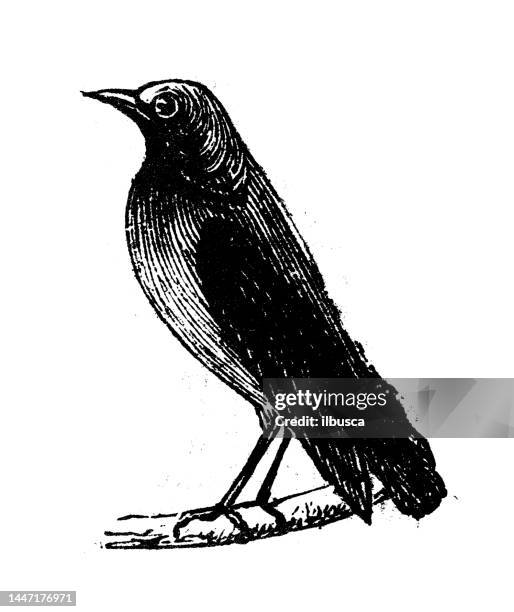 stockillustraties, clipart, cartoons en iconen met antique engraving illustration: nightingale - nightingale bird