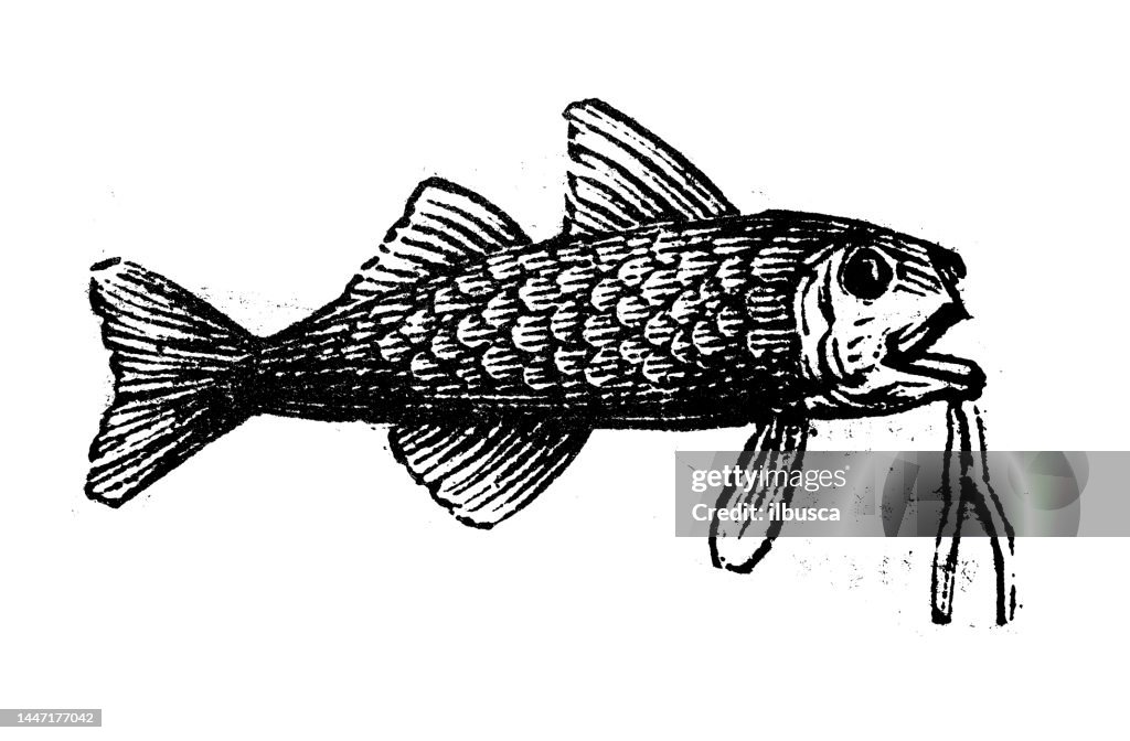 Mullet Roe Vector Antique Engraving Illustration Red Mullet High-Res Vector Graphic ...
