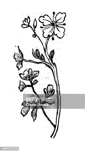 antique engraving illustration: rue - ruta graveolens stock illustrations